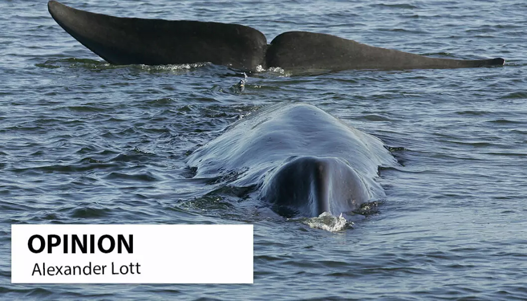 Detonation of naval mines left in Norwegian fjords since the Second world war often cause fatal damage to marine mammals, according to researcher Alexander Lott.