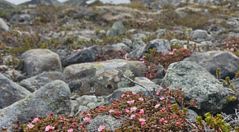 These were the first plants to appear in northern Norway after the last ice age