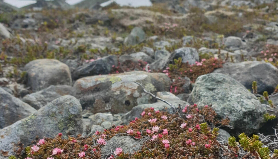 Alpine azalea (Kalmia procumbens) is a hardy species that quickly colonizes areas where the ice is retreating today. But the researchers' first discovery of the species in northern Norway is 9200 years old, many thousands of years after the ice began to melt.