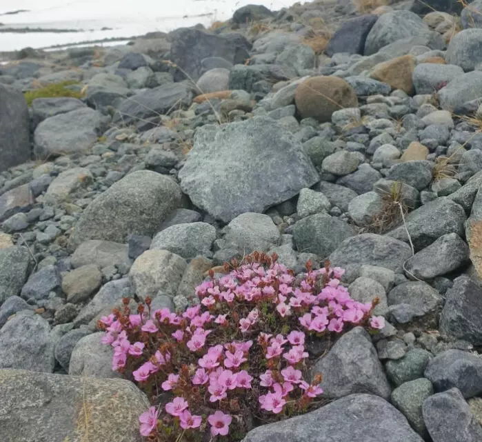 Purple saxifrage (<span class="italic" data-lab-italic_desktop="italic">Saxifraga oppositifolia</span>) and other high Arctic species of herbs had already been found in the oldest samples, which are 16 000 years old.