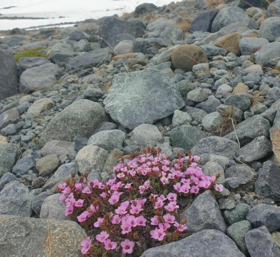 Purple saxifrage (Saxifraga oppositifolia) and other high Arctic species of herbs had already been found in the oldest samples, which are 16 000 years old.