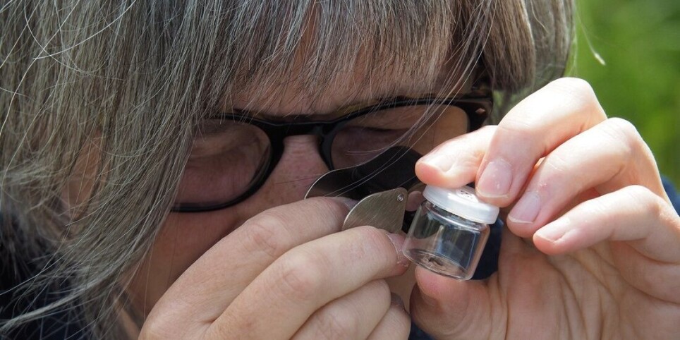 Researcher Elisabeth Stur at the NTNU University Museum checks what she caught in the jar this time.