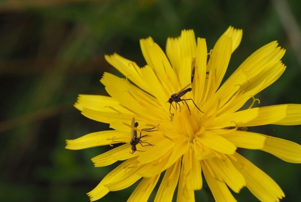 We don’t really know how many species there are in the world, but scientists estimate around ten million.