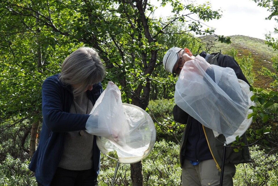 Elisabeth Stur and Torbjørn Ekrem check traps. Both are involved in the new EU project to map species’ DNA.