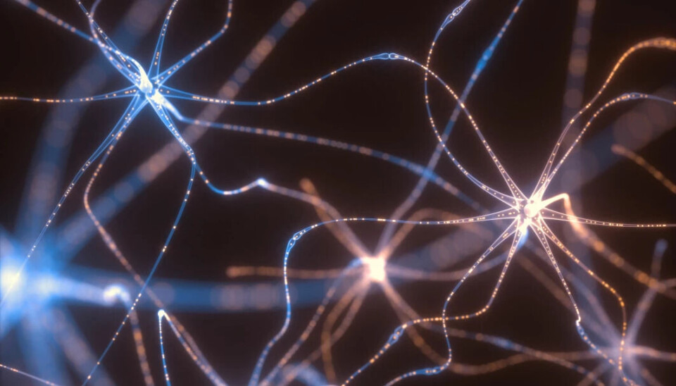 A group of researchers at the Institute of Basic Medical Sciences at UiO have found a new, important piece in the puzzle to understand how the brains of Alzheimer's patients work.
