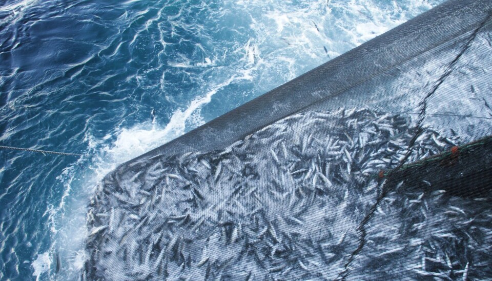 So-called crowding can induce high levels of stress in mackerel, which in turn affects catch quality.