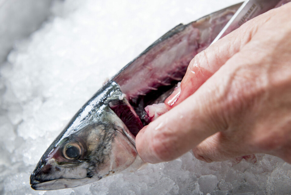 Filleting a normal, green-coloured, mackerel.