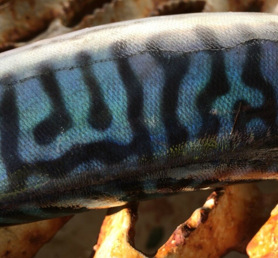 Mackerel skin changes from green to blue when the fish is exposed to stress.