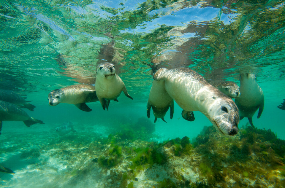 Australian sea lions are among the species that have experienced a sharp decline. Their numbers have been reduced by 64 per cent between 1977 and 2019.