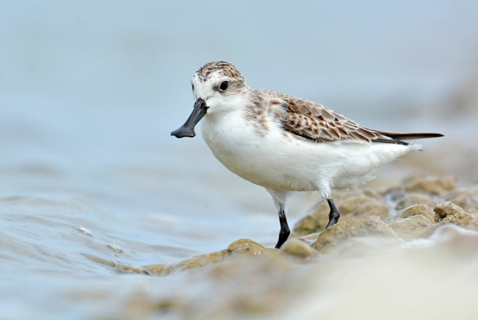 The spoon-billed sandpiper is a critically endangered bird whose numbers have plummeted in recent decades.