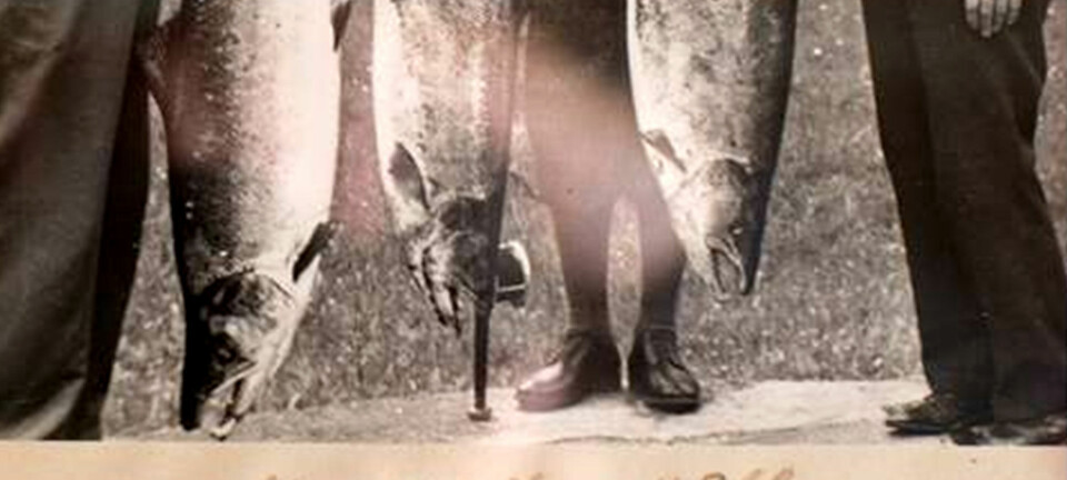 Hydropower development altered the genes of salmon