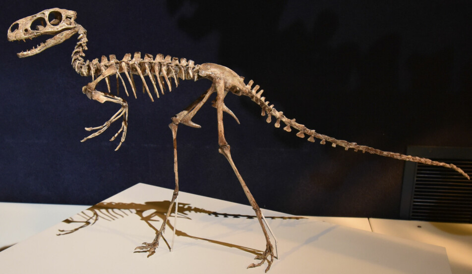 A precursor to Tyrannosaurus rex came from Asia.