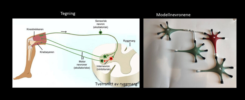 The illustration on the left shows the knee reflex, while the building kit on the right is a model for the same reflex.