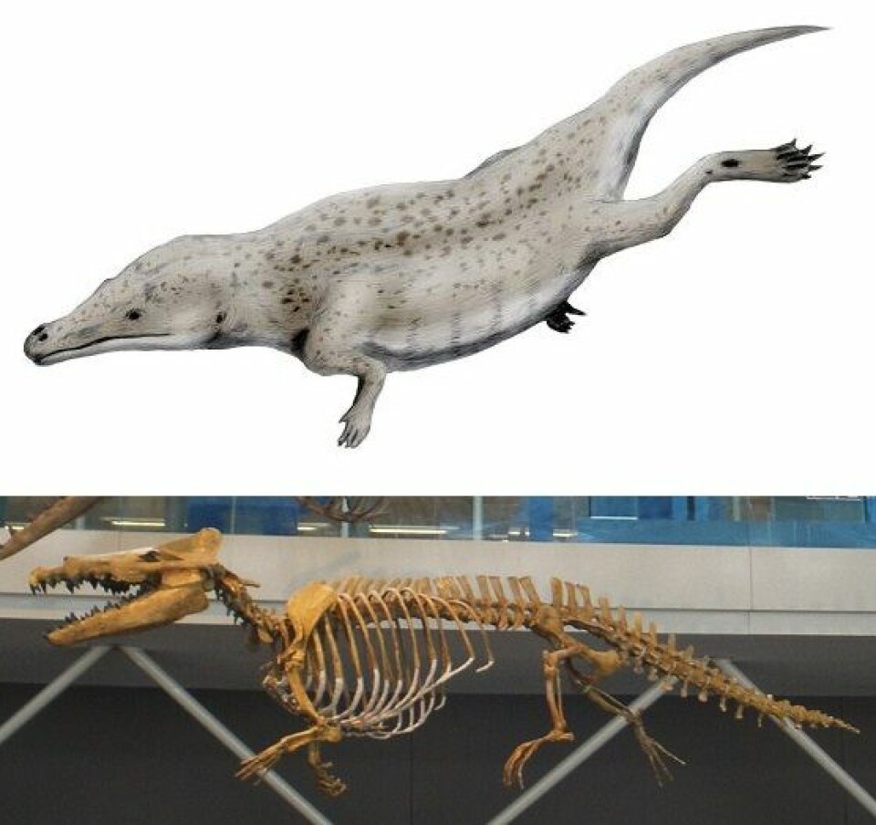 Maiacetus was a whale on its way from land to water.