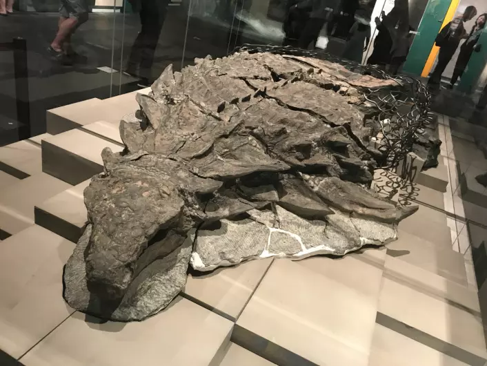 A lifelike fossil was on exhibit in 2017.