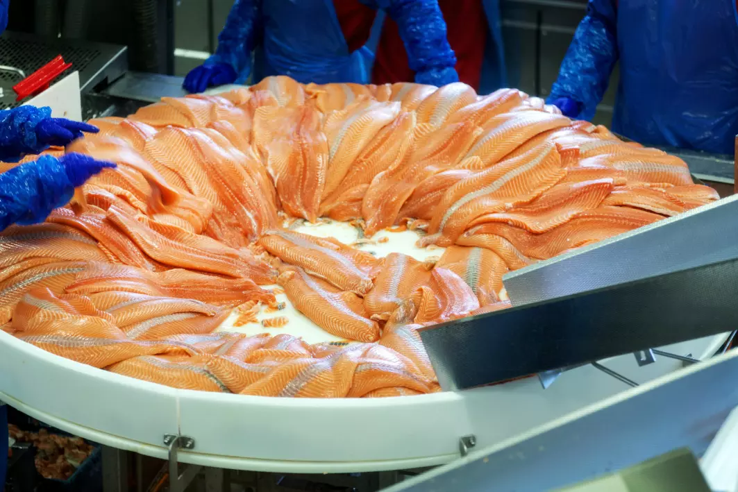 The Norwegian government's announcement of a ground rent tax has divided the country’s coastal population and city dwellers. The photo shows salmon from SalMar's processing plant on Frøya in Trøndelag County.