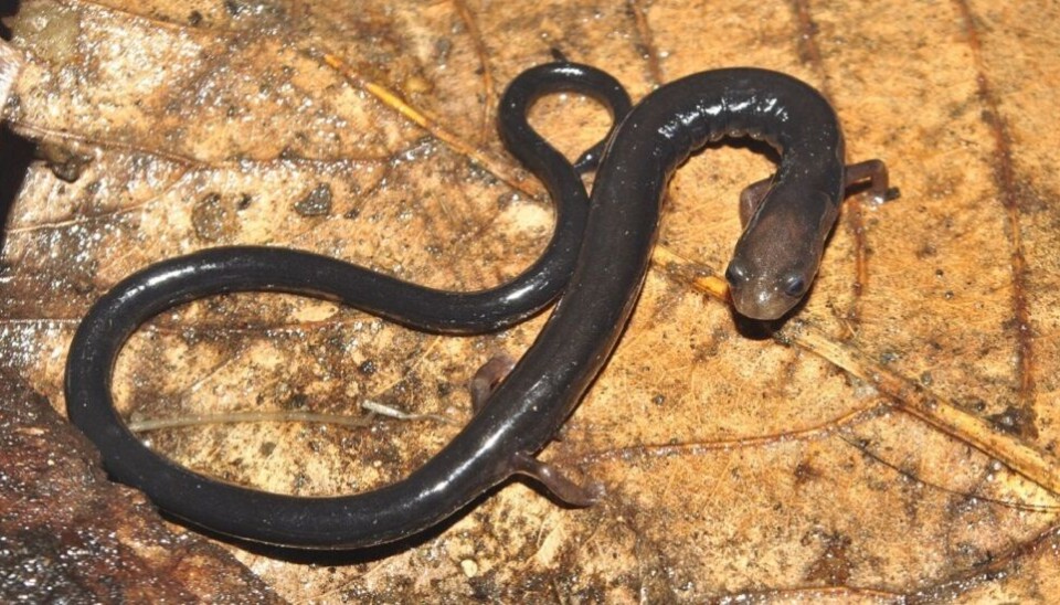 Oedipina capitalina was discovered a few years ago. This specimen was found in Honduras. It is listed as 'insufficient data' but may in fact be in great danger of extinction.