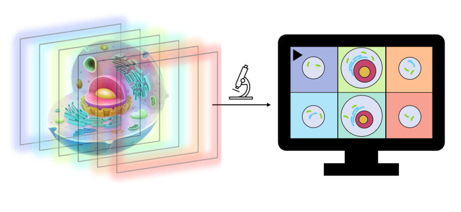 The new microscope is a so-called multifocus microscope, which provides completely clear images, sorted into different layers, where you can study the cells from all angles.