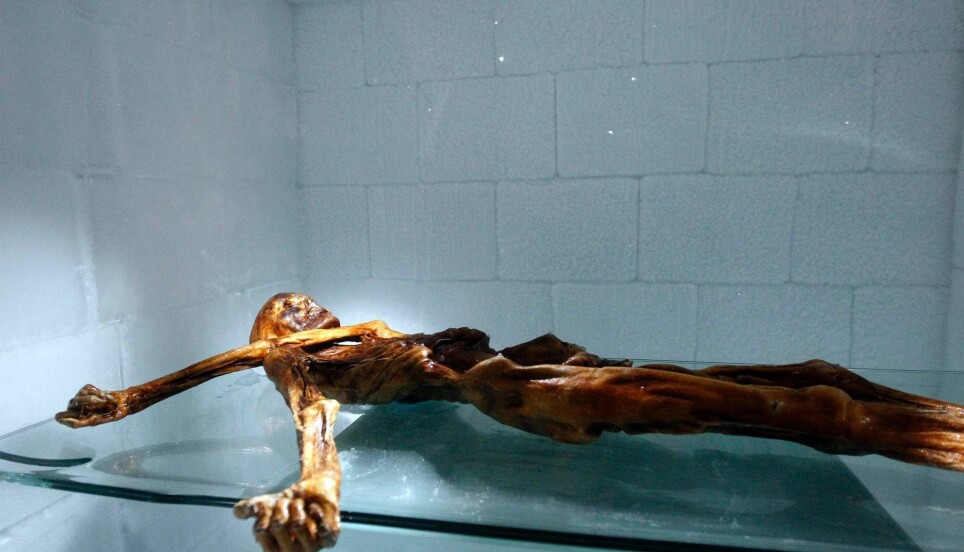 The mummy of Ötzi the Iceman on display at the Archaeological Museum of Bolzano.