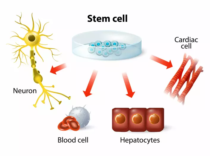 Stem cells are a kind of universal cell that can develop into all other types of cells in the body, such as nerve cells, blood cells, liver cells and heart cells, as shown in the drawing.