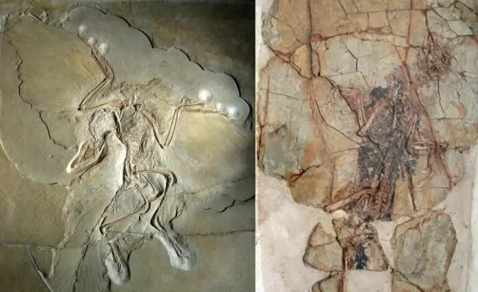 The fossil of the primitive bird <span class="italic" data-lab-italic_desktop="italic">Archaeopteryx</span> on the left, with wings and feathers, and the fossil of <span class="italic" data-lab-italic_desktop="italic">Xiaotingia</span> on the right.