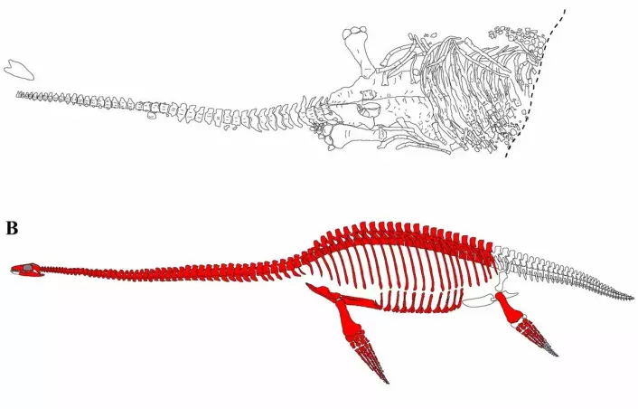 Britney is one of the plesiosaurs that Jørn Hurum and his research colleagues unearthed in Svalbard. The new species is called<span class="italic" data-lab-italic_desktop="italic"> Ophthalmothule cryostea</span>.