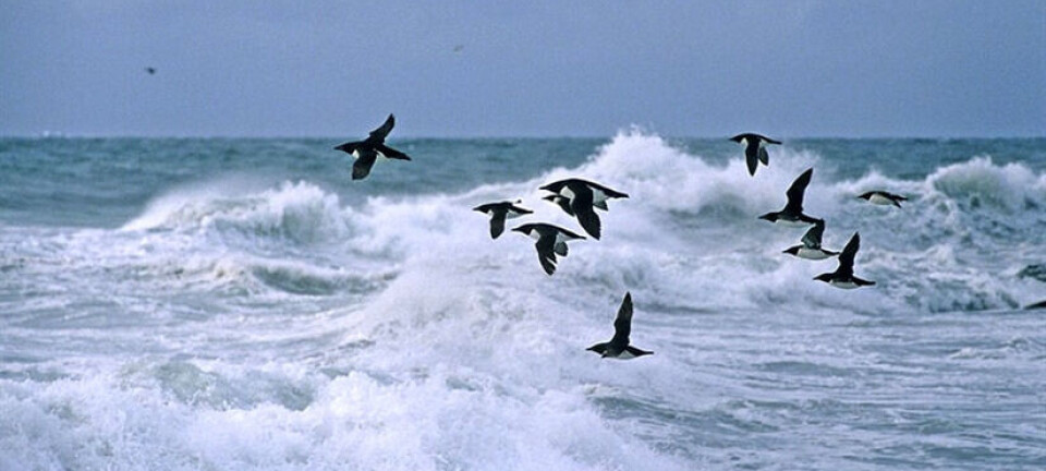 Are storms killing seabirds?