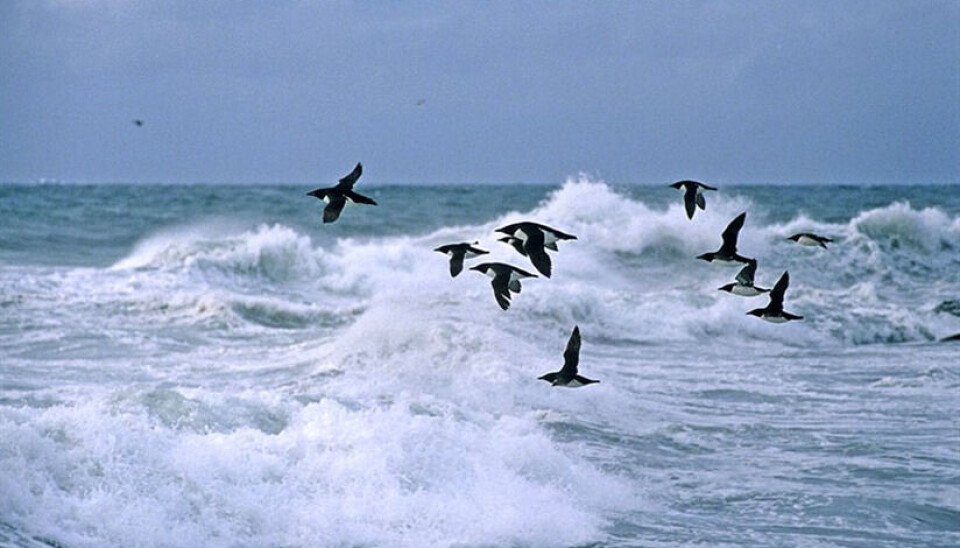 Brünnich’s guillemot – one of the seabird species that have difficulties in heavy storms at sea.