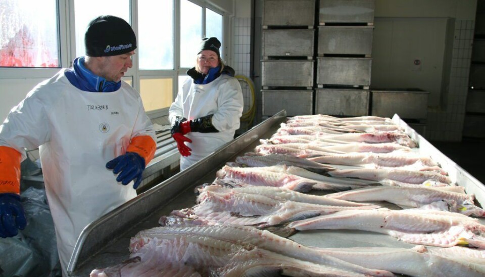 Nofima has conducted several investigations into the quality of seine net catches.