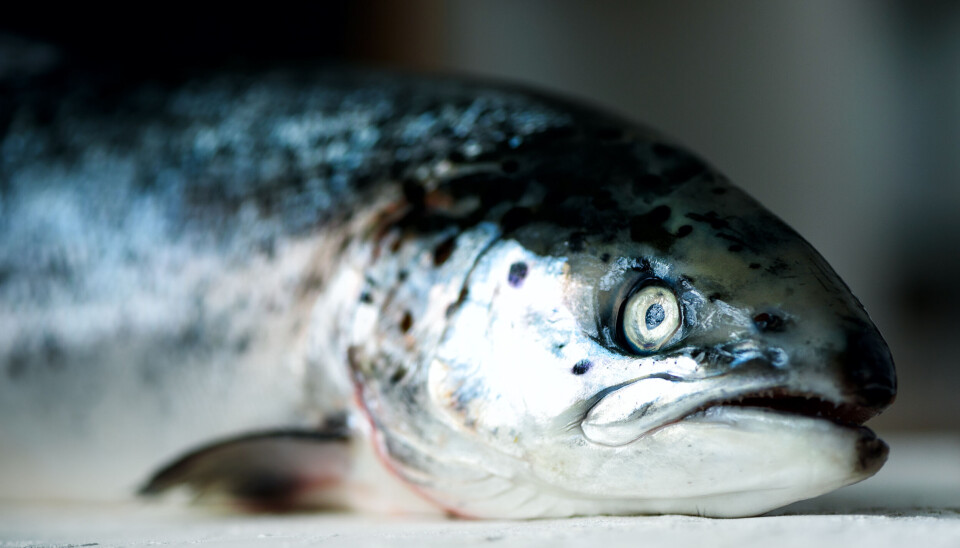 The seafood industry is eager to find the cause of the spots because fillets with dark spots are downgraded and achieve lower prices.
