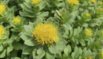 Golden root (Rhodiola rosea) – one of the species proposed added to the CITES list, due to be discussed at the CoP19 meeting.