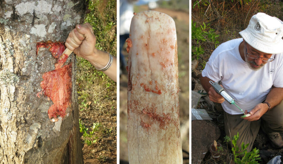From left to right: experimental debarking in Africa, the bone tool tip after use, Francesco d'Errico making replicas of an experimental bone tool in the field.