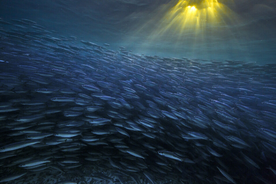 Theresia may have eaten as much as 4,500 herring per day before she started her journey southwards.