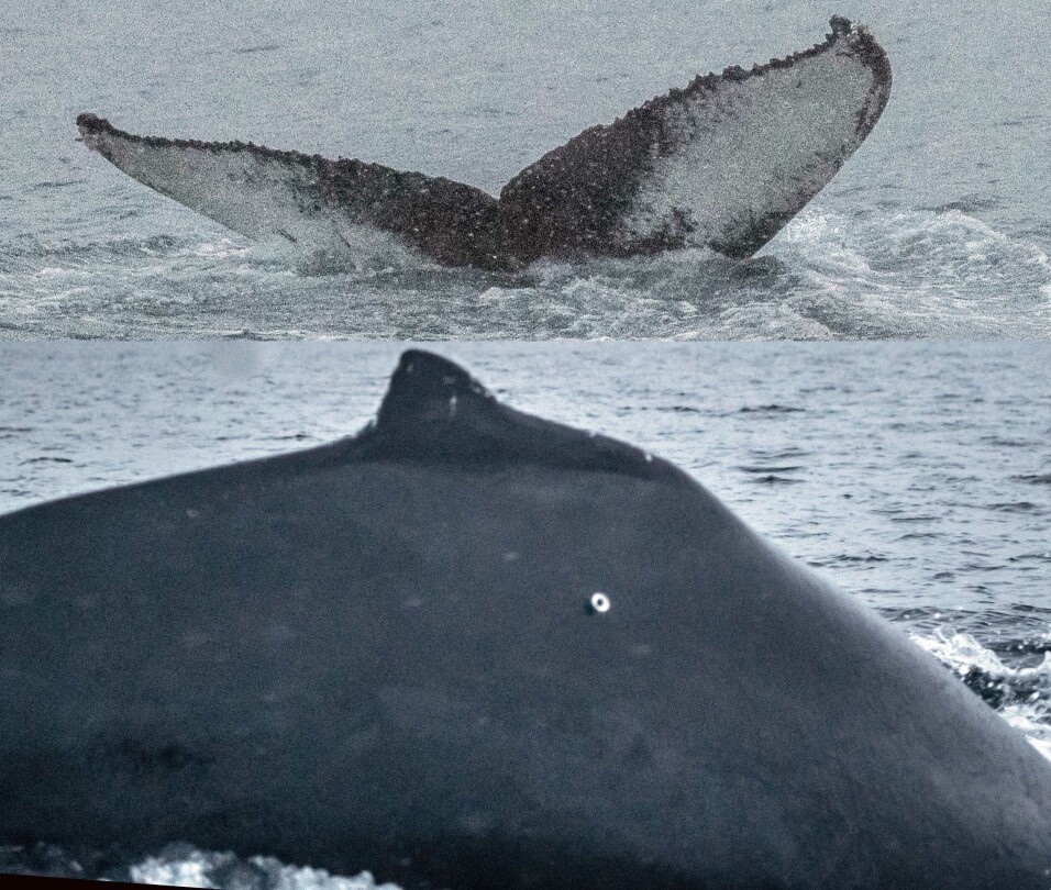 Here you can see Theresia's tag. This photo was taken in Burfjord on the 8th January 2019.