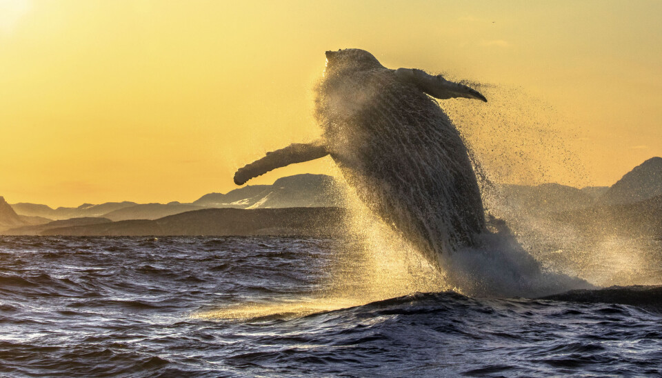 Theresia the humpback whale swam from Tromsø to the Caribbean and gave birth to a baby whale in the middle of the Atlantic Ocean.