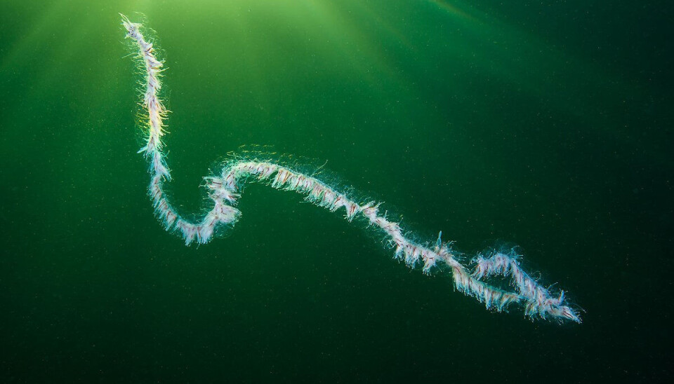 This colonial jellyfish can reach lengths of up to 30 metres.