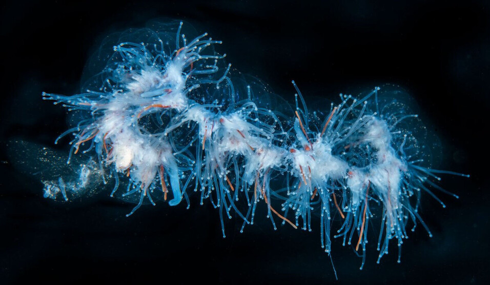 Within the colony, individuals have different roles, i.e., to catch food or defend the colony.