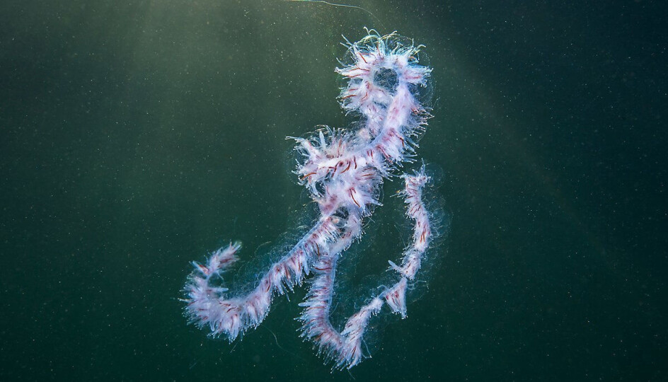 The string jellyfish is an Atlantic species, and the researchers believe that it comes to the coast with inflows of Atlantic waters.