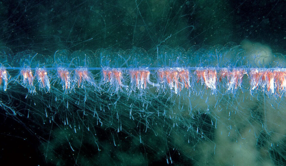 The stinging cells may sting and cause harm to farmed fish.