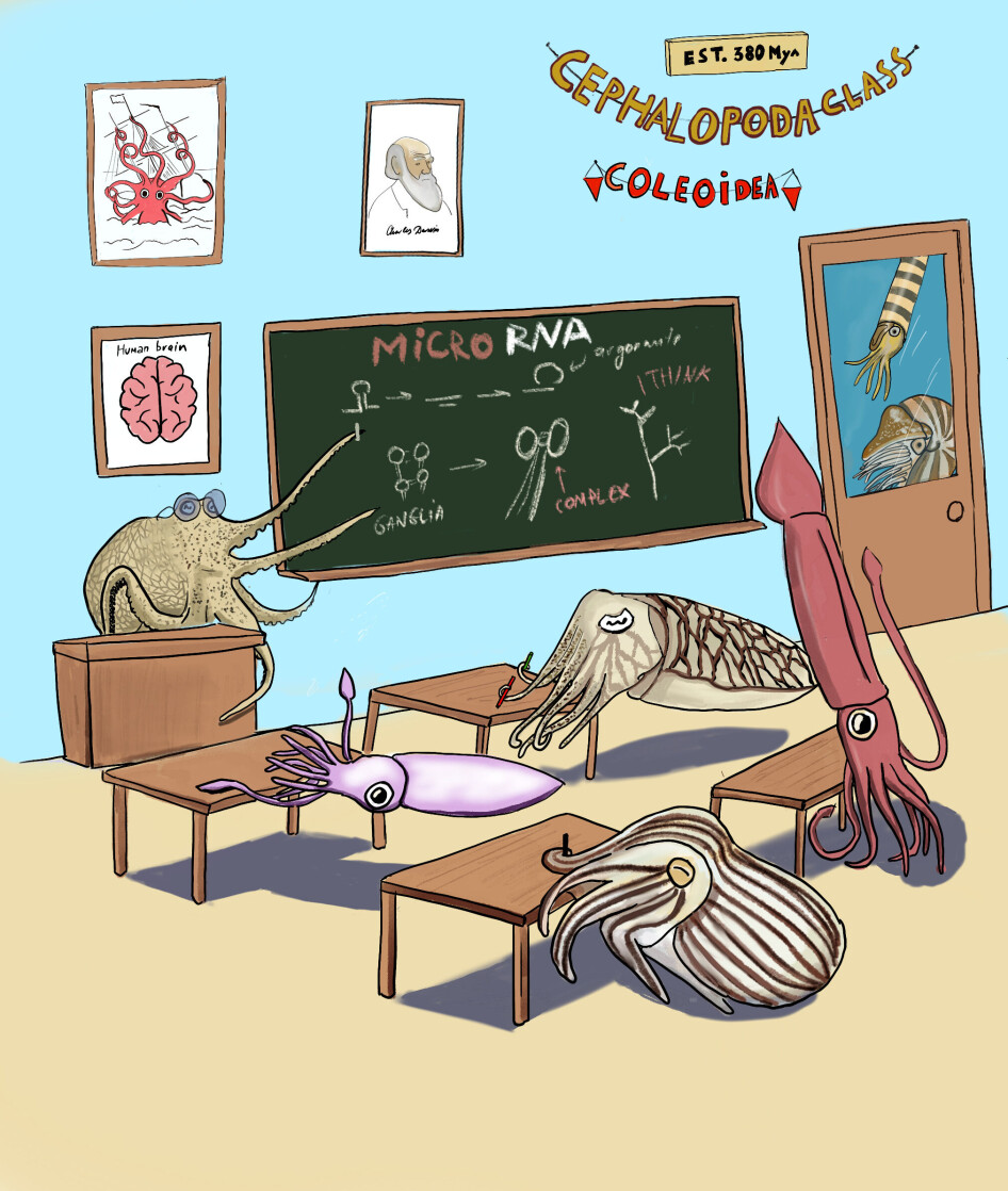 Coleoid Cephalopods - the more advanced octopuses - such as squid, cuttlefish and octopus learn about microRNAs and their potential to develop more complex brains, while the more primitive Nautilids such as the still alive Nautilus and the extinct Orthoceras wait outside...not learning.