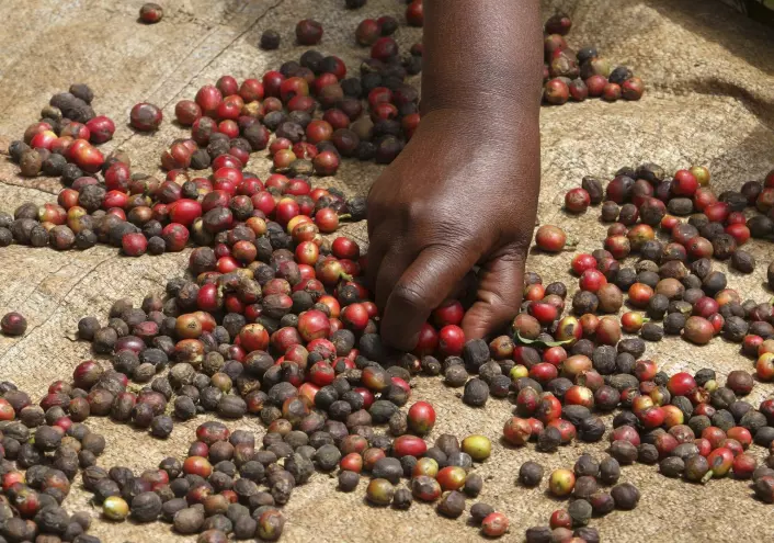 Berries from the coffee tree. Each berry contains two seeds, which are the coffee beans.