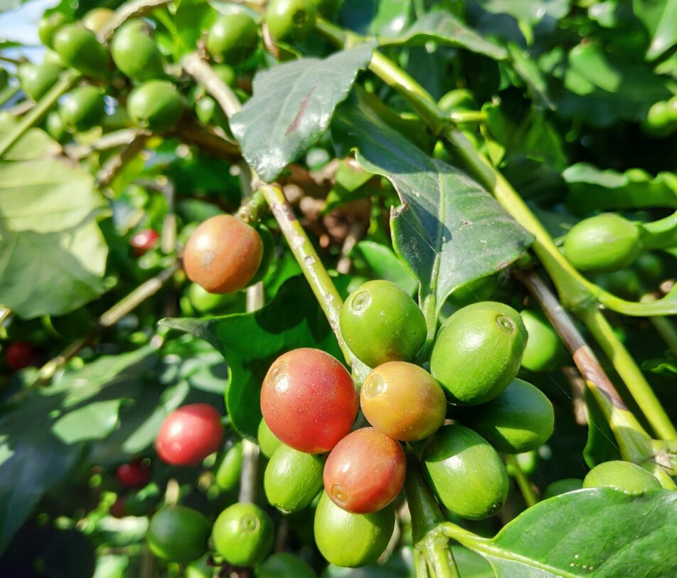 A coffee tree with fruit. The countries that grow and sell the most coffee are Brazil, Colombia, Indonesia, Vietnam and Ethiopia.