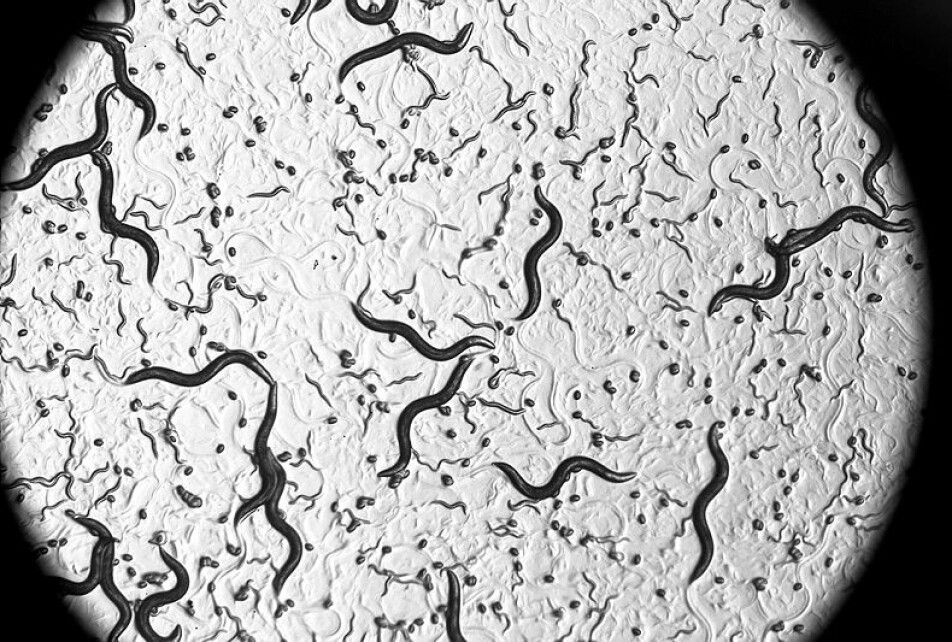 The roundworm Caenorhabditis elegans has a life span of two to three weeks. This makes them well suited for studying aging.
