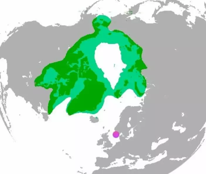 The polar bear found near Stavanger may have been one of the very last of its kind that lived this far south. Today, polar bears only live in the far north of the Arctic, on Svalbard, Greenland, in northern Canada and far north in Siberia. The purple circle shows where the polar bear was found outside Stavanger.