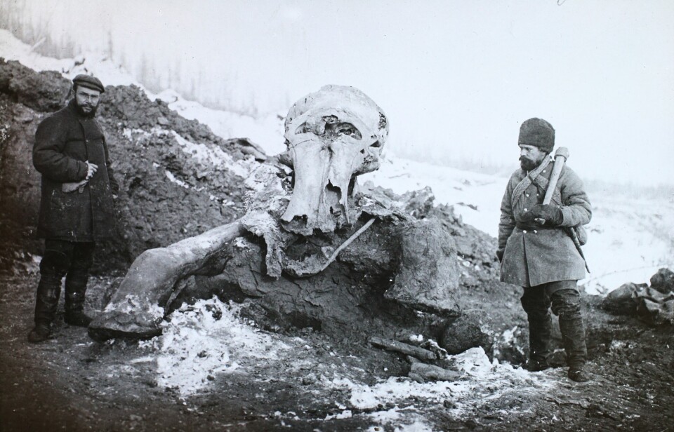 The Berezovka mammoth, found in Russia. The picture was taken during a 1901 expedition. By this time, scientists knew that the large bones came from a mammoth. Previously, the identity of these skeletons was a mystery.