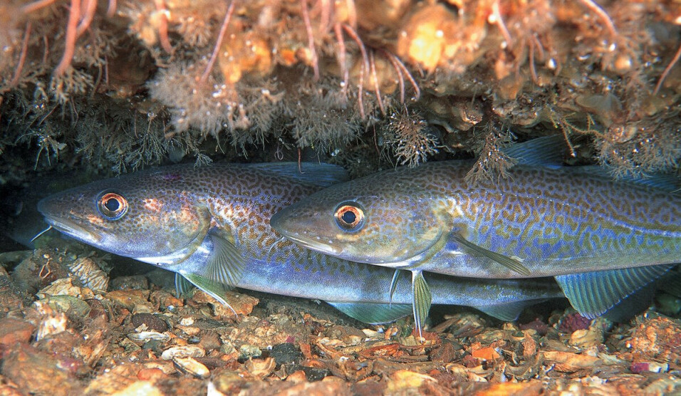 The spawning period is a critical period for cod. If spawning is disturbed, this could potentially have serious consequences for the population.