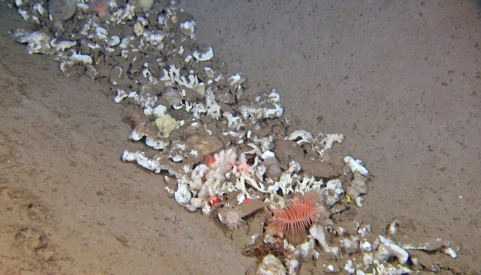 Sponges have ended up at the bottom of a trawl mark.