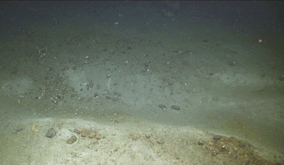 Here is an example of trawl marks.
