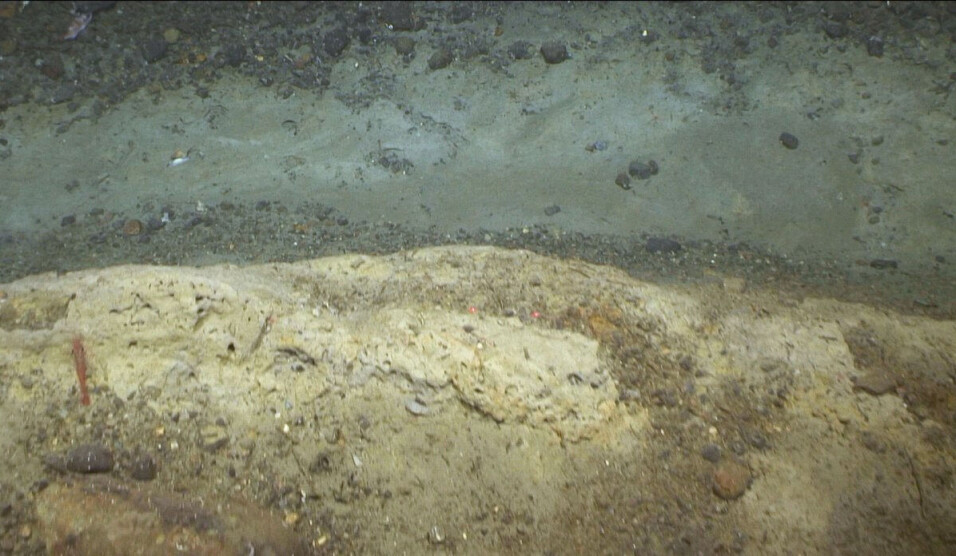 Here is another example of trawl marks.
