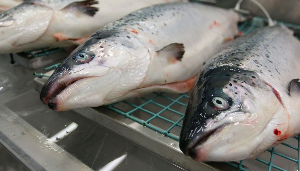 A lot of resources are spent on strengthening the ‘Norwegian salmon’ or ‘seafood from Norway’ brands. But what do we really know about consumers’ attitudes to where salmon comes from?